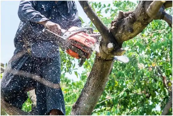 tree services Antigo